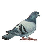 pombo imagens-animadas-gif